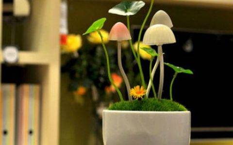 阿凡达蘑菇盆栽浪漫小夜灯_星空礼物街